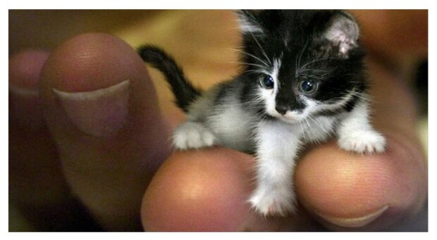 Takhle vypadá nejmenší kočka na světě: dokonce i v dospělosti zůstává koťátkem