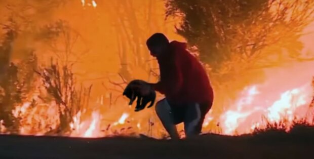 Muž pomohl vlčáka zachránit před požárem: jak mu Vlček poděkoval