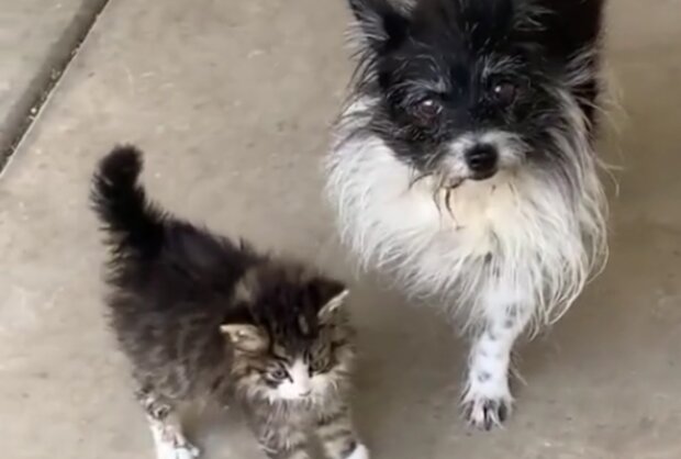 Pes a kočka. Foto: snímek obrazovky TikTok
