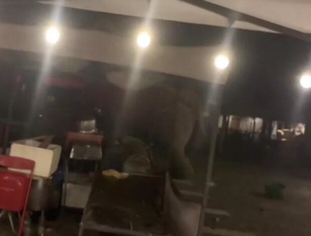 Slon. Foto: snímek obrazovky YouTube