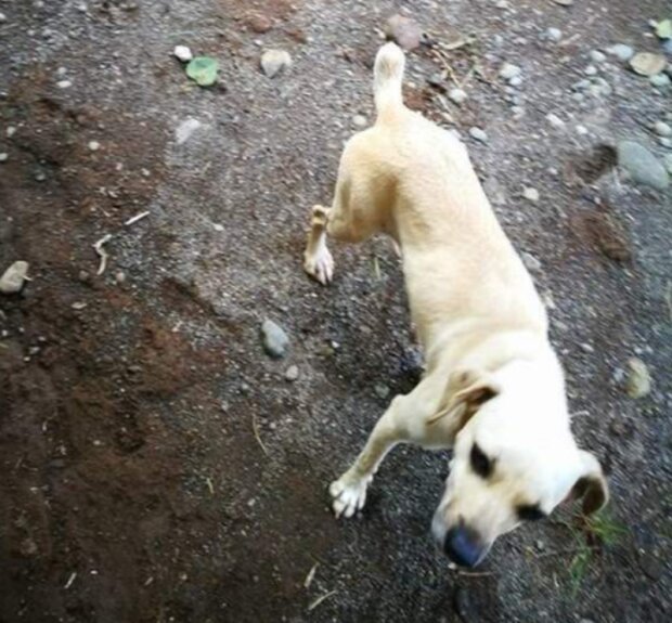 Pes. Foto: snímek obrazovky laykni.com