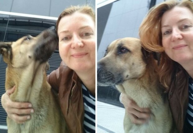 Toulavý pes neustále vítal letušku u hotelu, dokud si ho nevzala domů