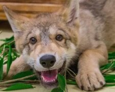 Vlče zachránilo svého kamaráda štěně tím, že přivedlo paničku