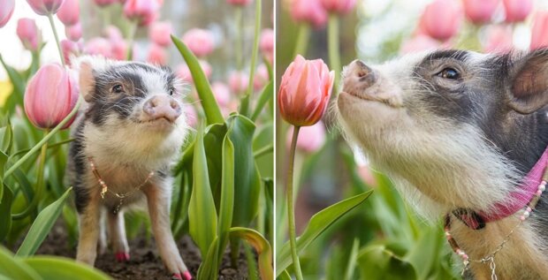 Fota prasete v tulipánech, která mohou zlepšit vaší náladu