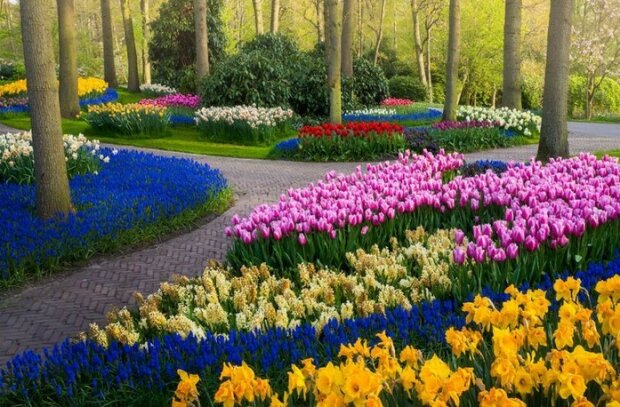 Nejkrásnější tulipánový park Keukenhof na světě bez jediného návštěvníka