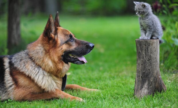 Pes a kočka. Foto: snímek obrazovky ekabu.ru