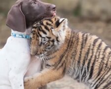 Odmítnutý matkou tygřík si našel nejlepšího přítele, štěně