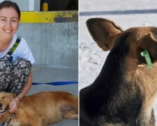 V Turecku je ráj i pro bezdomovce psy. Jsou léčeni, krmeni a očkováni