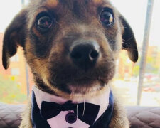 Štěně si obléklo smoking, aby se setkalo s novým majitelem: budoucí majitel odmítl