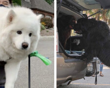 "Můj obrovský pes": největší čtyřnozí přátelé