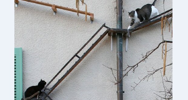 "V Bernu jsou milovníci koček téměř všichni obyvatelé." Ve Švýcarsku stavějí schody určeny pro kočky, aby mohli chodit samostatně