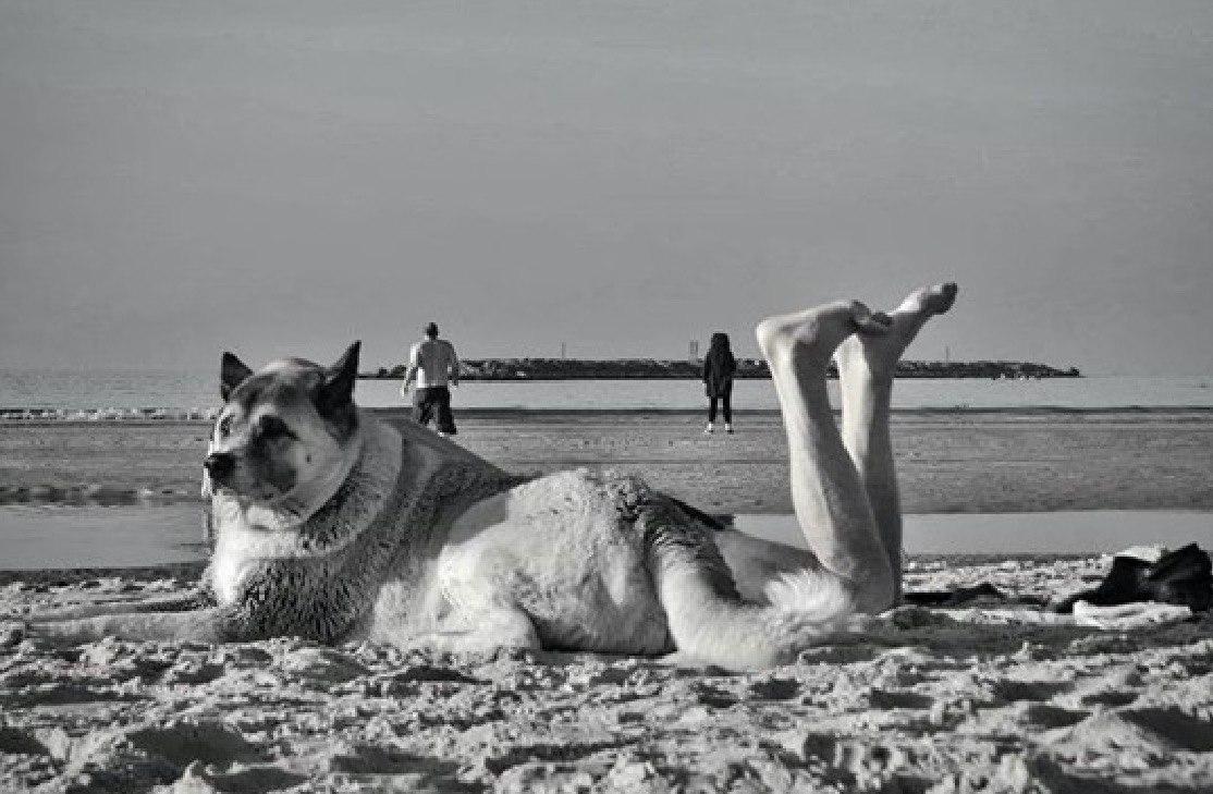 Фотосессия с собакой на пляже